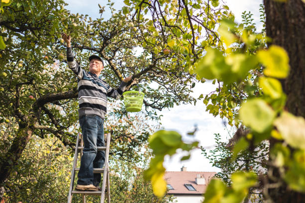 istock Senior farmer picking apple fruit from ladder in orchard 1334679078