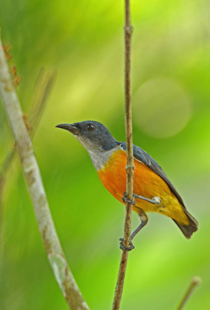 istock Orange-bellied Flowerpecker 1334679134