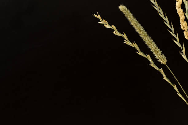 istock Ears of dried grass. 1334681439