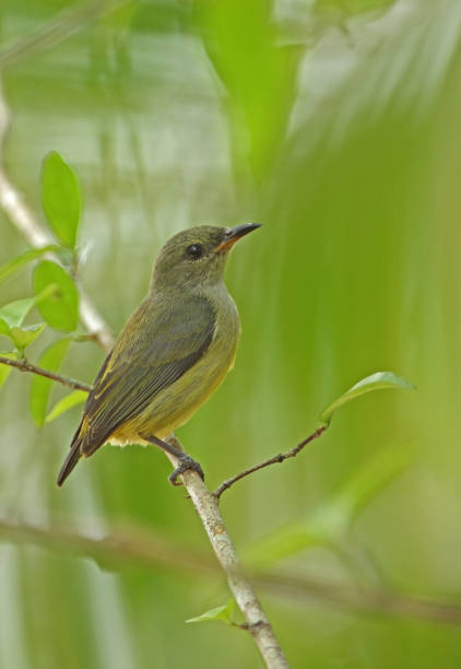 istock Orange-bellied Flowerpecker 1334681474