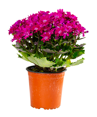 View of Cinereria in a pot - a bright and beautiful plant of the aster family. Isolated over white background