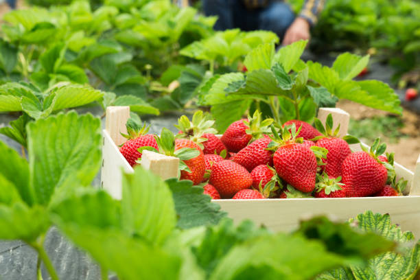 istock Crate with freshly harvested strawberries at farm 1334683133