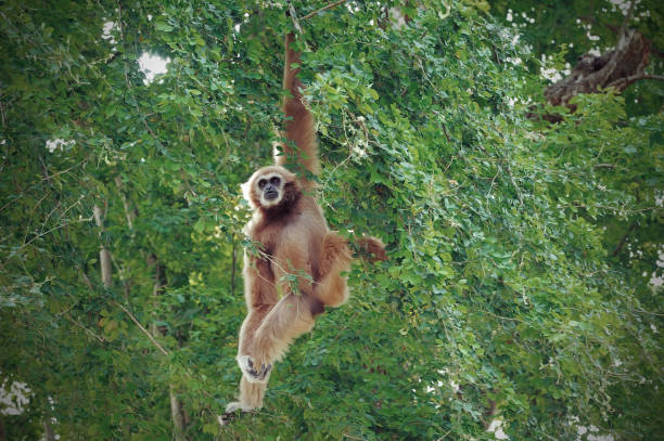Gibbons are hanging in the open zoo in the eastern part of Thailand