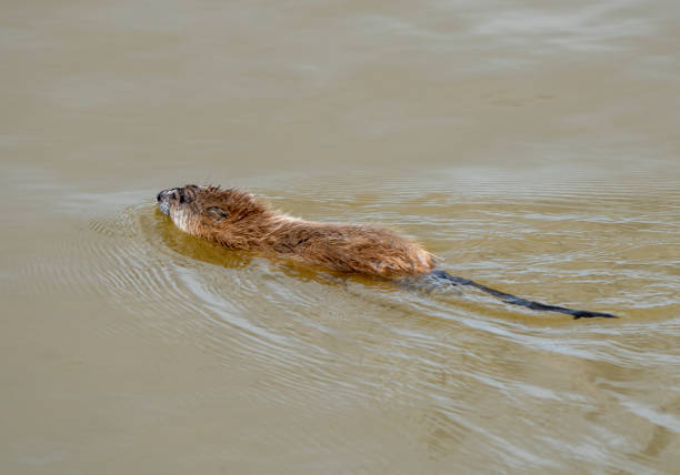 istock Muskrat in Pond 1334685389