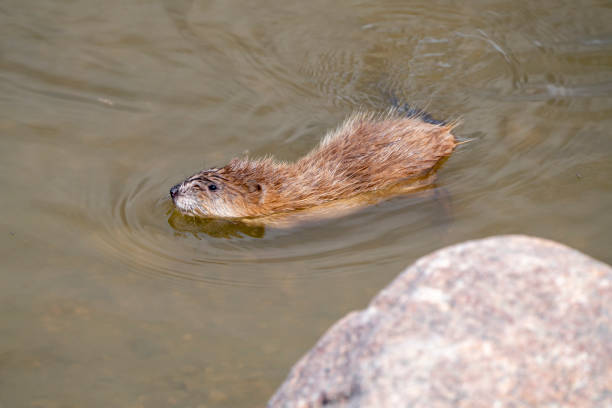 istock Muskrat in Pond 1334685394