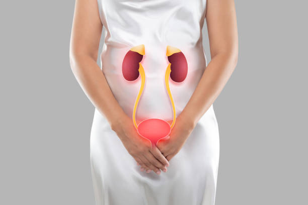 Bladder and kidneys Illustration of the bladder and kidneys is on the woman's body, On a gray background, Kidney failure or Kidney damage urinary tract infection stock pictures, royalty-free photos & images