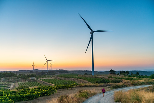 Woman walks among vineyards and wind turbines at sunset