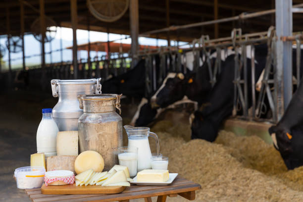 istock Image of dairy products on the farm 1334686914