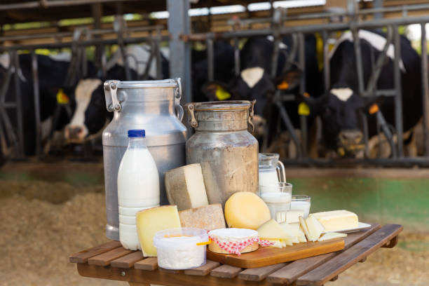 istock Dairy products on table standing in outdoor cowshed 1334686915