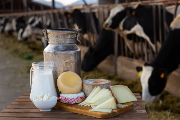 istock Dairy products on table standing in outdoor cowshed 1334686933