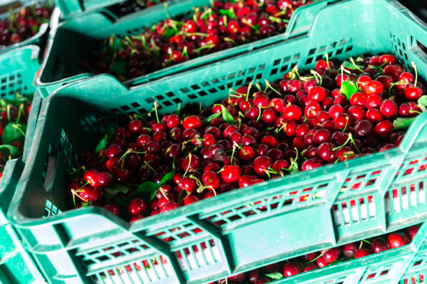 istock Photo of fresh cherries 1334687016
