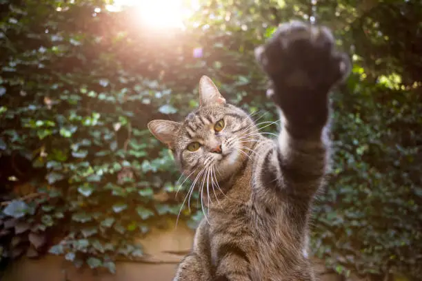 Photo of tabby cat outdoors reaching for camera