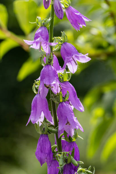 istock Campanula lilac flowers bells close up on a sunny day 1334687359