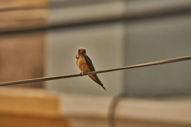 Swallow bird in natural habitat