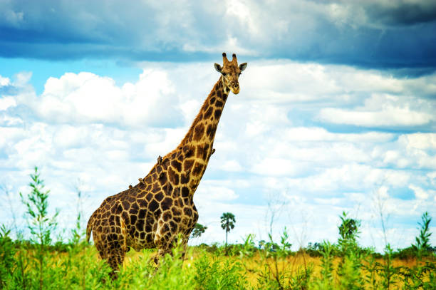 istock Giraffe in the savannah, Botswana 1334687948