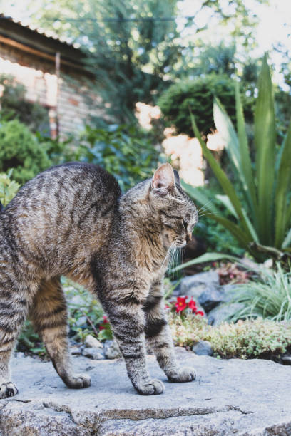 istock Homeless gray striped cat arching its back and stretching after sleeping 1334688073
