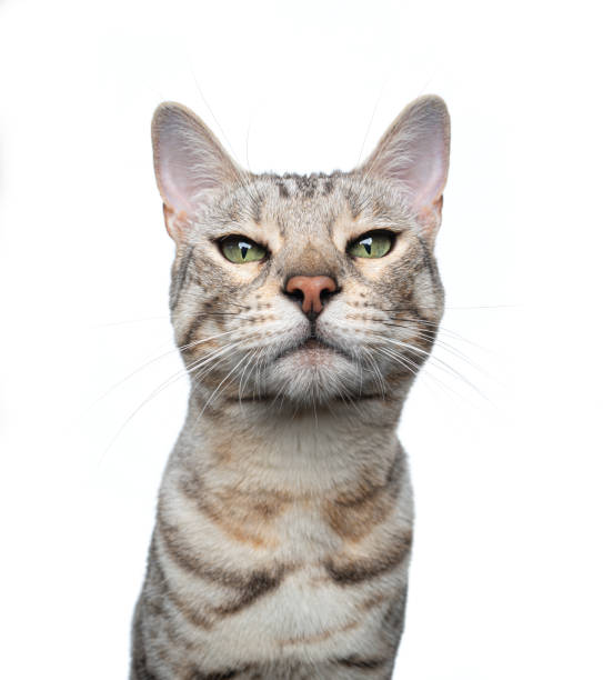 istock silver tabby bengal cat portrait on white background 1334688166
