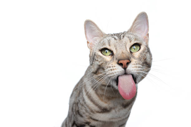 silver tabby bengal cat funny face portrait on white background silver tabby bengal cat making funny face sticking out long tongue isolated on white background cat sticking tongue out stock pictures, royalty-free photos & images