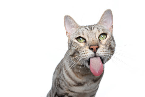 Cat Tongue Out Stock Photos, Pictures & Royalty-Free Images - iStock Cat Tongue Out Stock Photos, Pictures & Royalty-Free Images - iStock