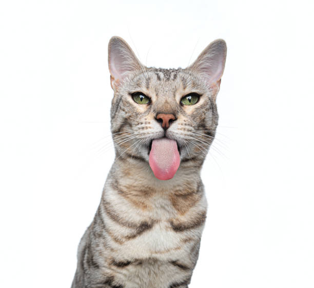 istock silver tabby bengal cat funny face portrait on white background 1334688195