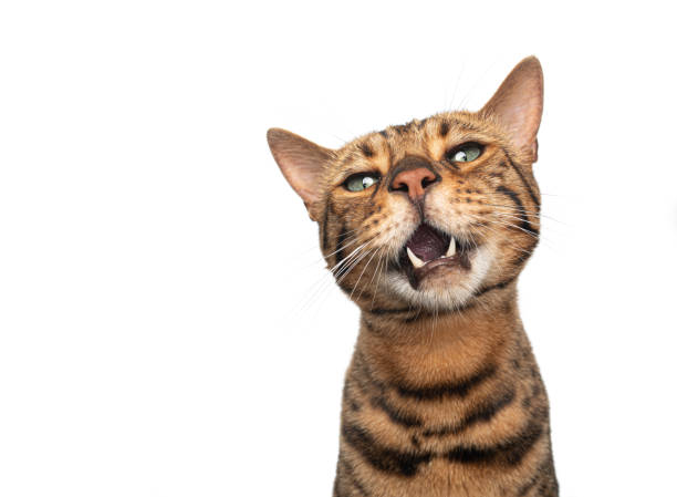 istock brown bengal cat making silly face funny portrait 1334688223