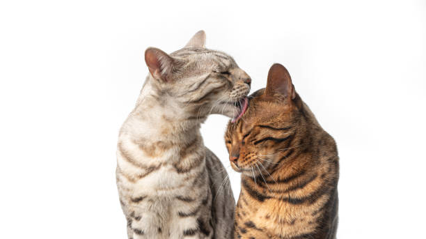 two different colored bengal cats grooming each other silver tabby bengal cat grooming brown bengal cat cleaning licking head isolated on white background pure bred cat stock pictures, royalty-free photos & images
