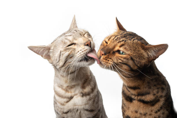 istock two different colored loving bengal cats kissing 1334688244