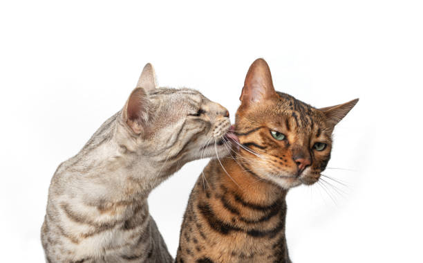 istock bengal cat licking another cat that's annoyed and dislikes it 1334688259