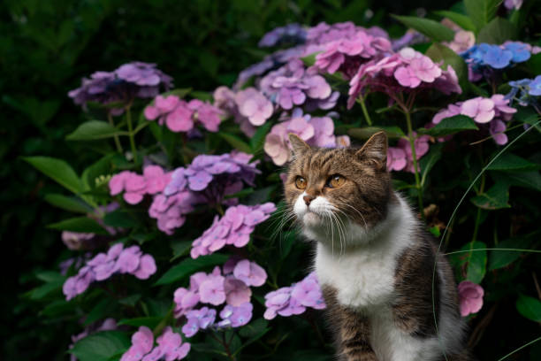 istock tabby white cat in front of blooming hydrangea plant outdoors 1334688290
