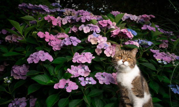 istock tabby white cat in front of blooming hydrangea plant outdoors 1334688316