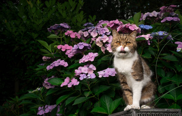 istock tabby white cat in front of blooming hydrangea plant outdoors 1334688341