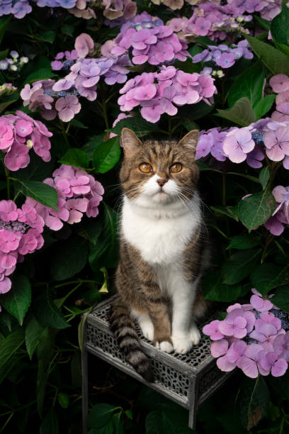 istock tabby white cat in front of blooming hydrangea plant outdoors 1334688380