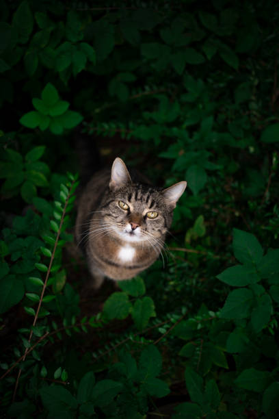 high angle view of a curious tabby cat outdoors standing amid green plants and bushes looking up at camera