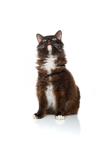 chocolate white LaPerm Cat with curly longhair fur looking up curiously isolated on white background