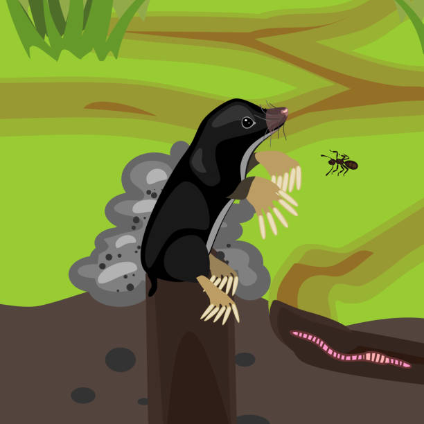 Cartoon black mole on molehill and earthworm in natural habitat Cartoon black mole on molehill and earthworm in natural habitat mole animal stock illustrations