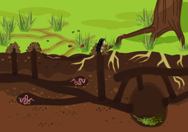 Scheme of structure of underground mole tunnels with earthworms and European mole (Talpa europaea). Below ground level landscape with mole holes, molehills and tree roots Scheme of structure of underground mole tunnels with earthworms and European mole (Talpa europaea). Below ground level landscape with mole holes, molehills and tree roots mole animal stock illustrations