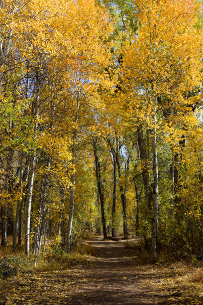 istock Autumn in Sun Valley, Idaho 1334689921