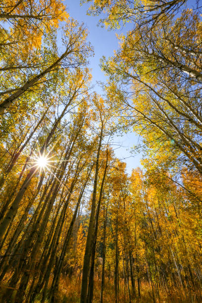 istock Autumn in Sun Valley, Idaho 1334690606