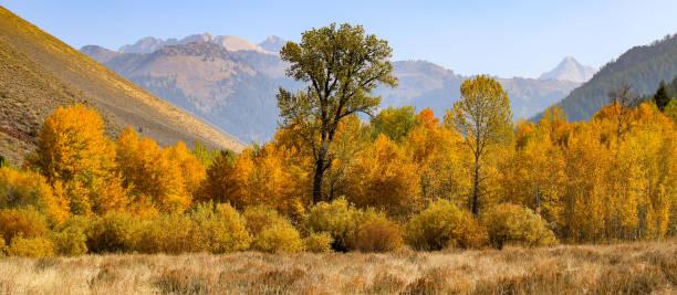 istock Autumn in Sun Valley, Idaho 1334690630