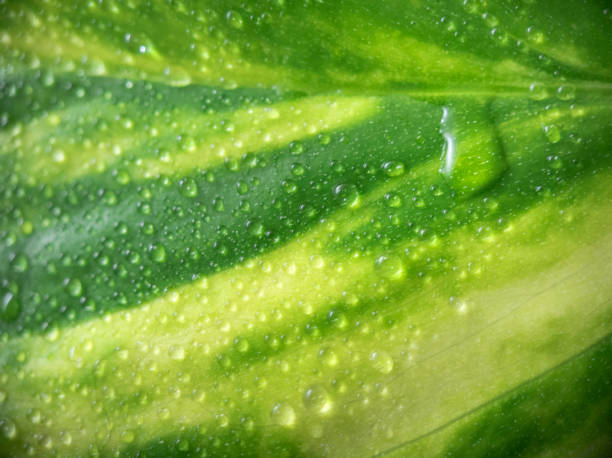 istock Golden pothos (Epipremnum aureum) with water drops 1334690965