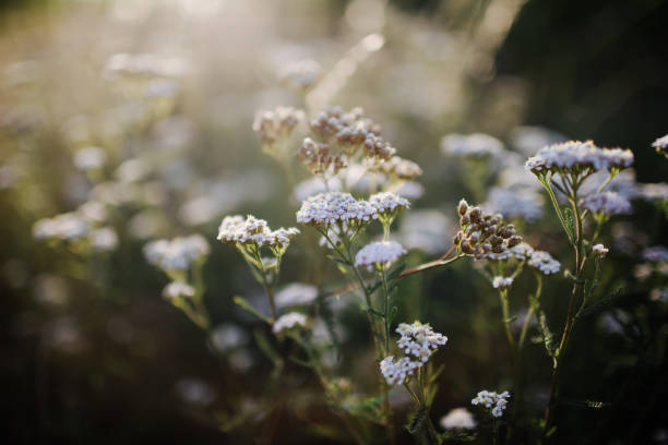 istock Wild grasses against sunset and dusk in summer 1334691111