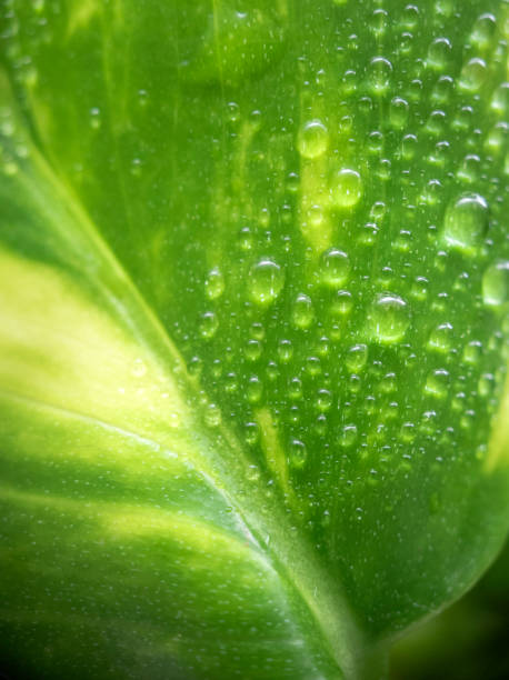 istock Golden pothos (Epipremnum aureum) with water drops 1334691142