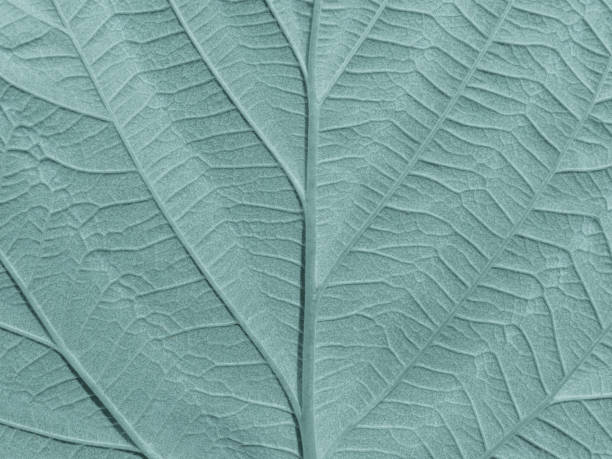istock The texture of the raspberry leaf close-up. Macro photography. 1334692079
