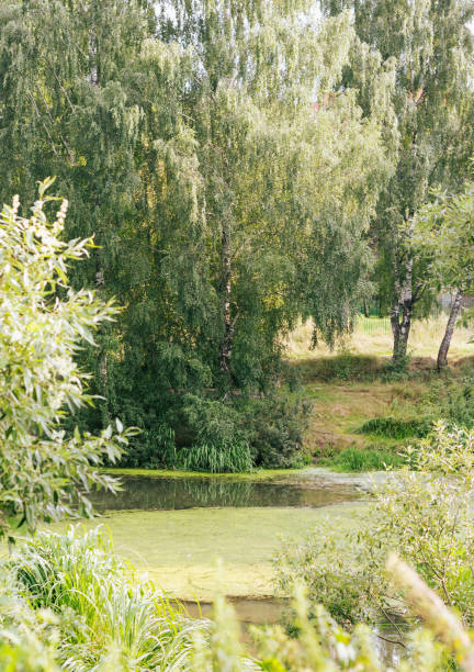 istock Birch near the small water pond. 1334692216