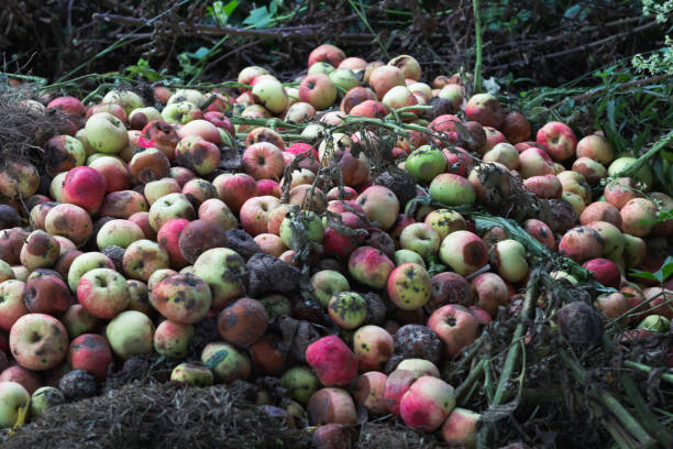 istock Pile of rotten apples. 1334692267