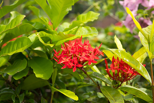 Tropical red rubiaceae flowers