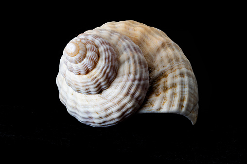 Whelk, buccinum undatum, sea shell