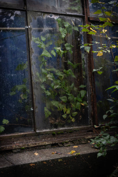 Old rusty greenhouse with curly green plants