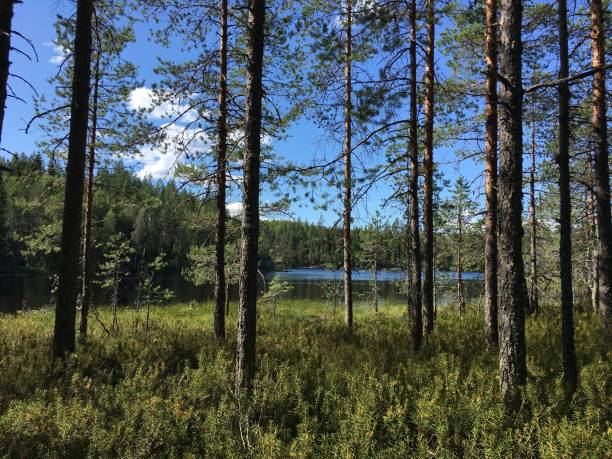 istock Finland lake beautiful summer wilderness nature 1334693702