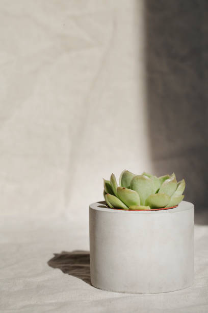 istock succulent in concrete pot with deep shadow on crumpled gray textile .home decoration. minimal nature background. garden and minimal floral concept. 1334694402